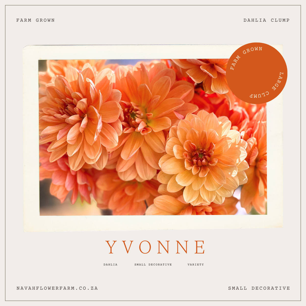 YVONNE - 1 CLUMP
