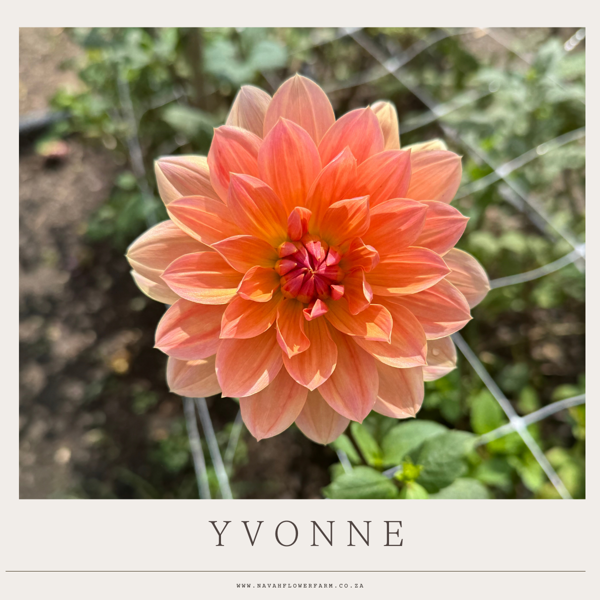 YVONNE - 1 CLUMP