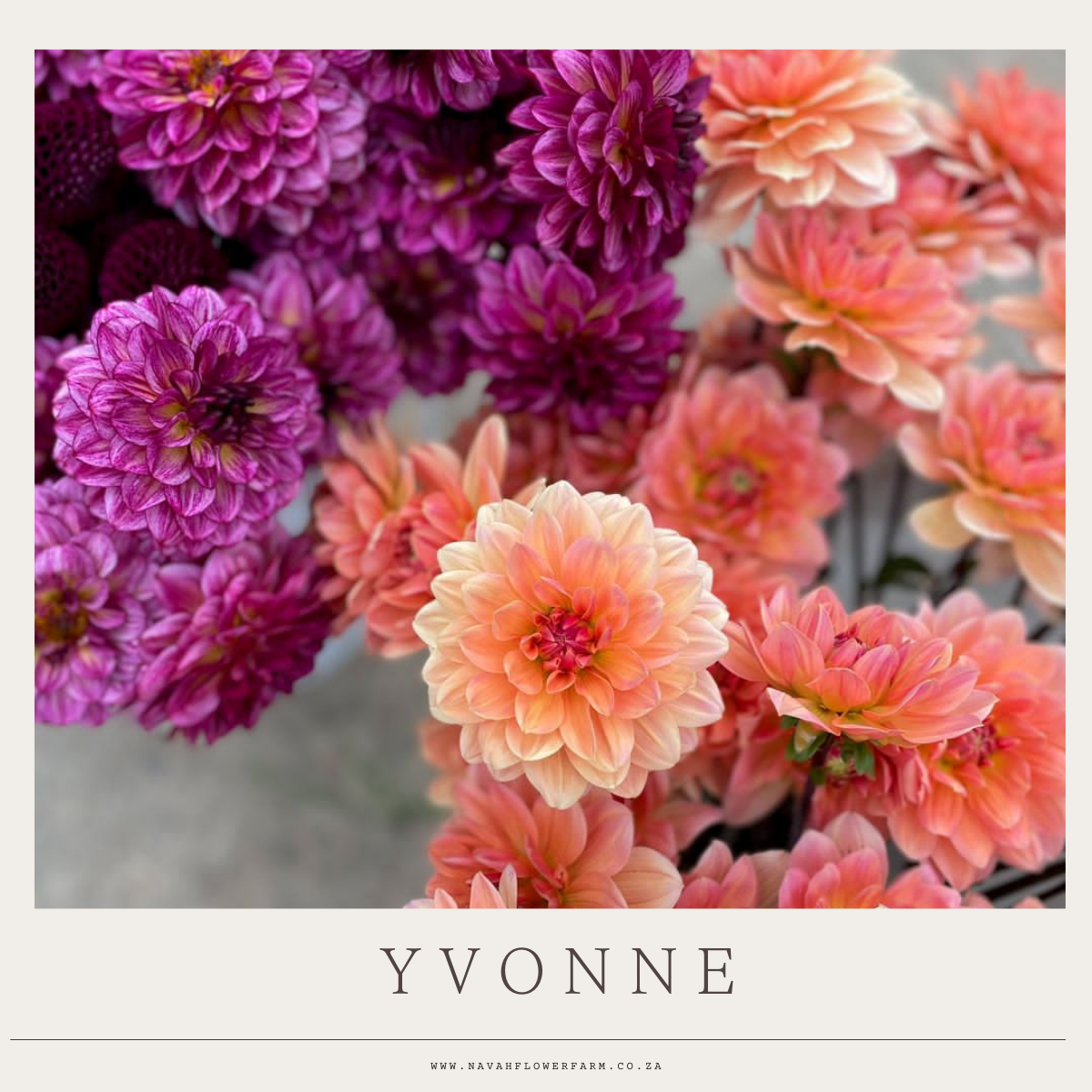 YVONNE - 1 CLUMP