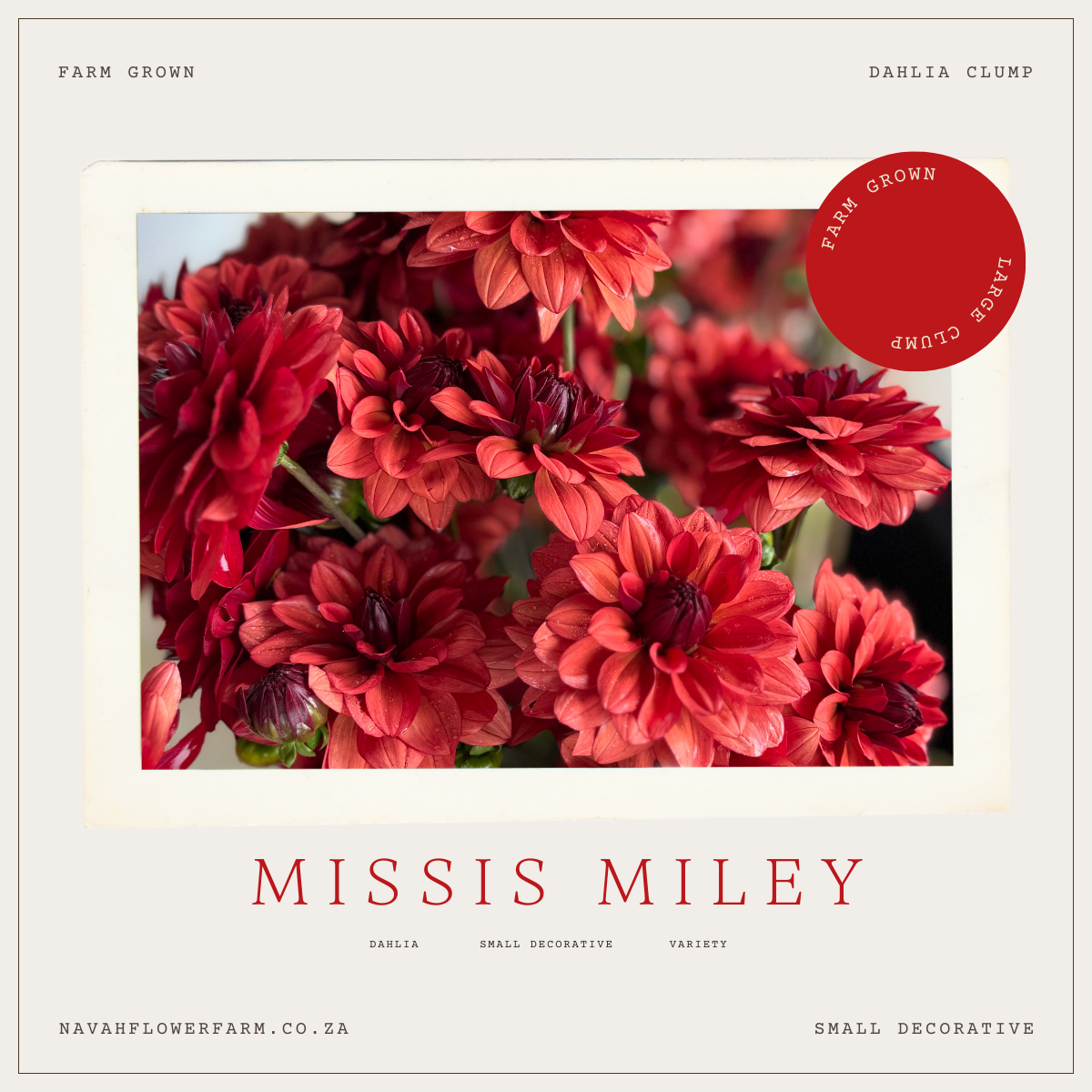 MISSES MILEY - 1 CLUMP