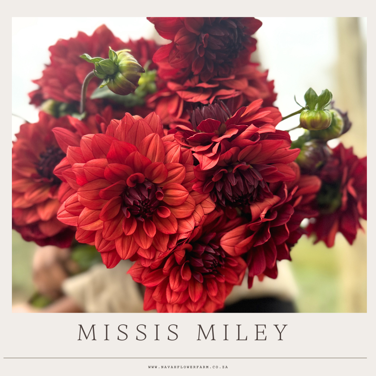 MISSES MILEY - 1 CLUMP
