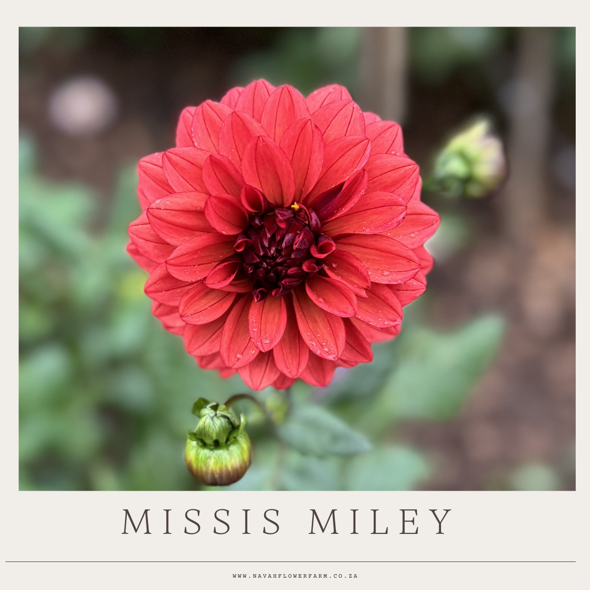 MISSES MILEY - 1 CLUMP