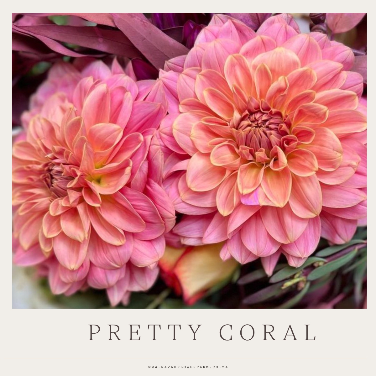 PRETTY CORAL