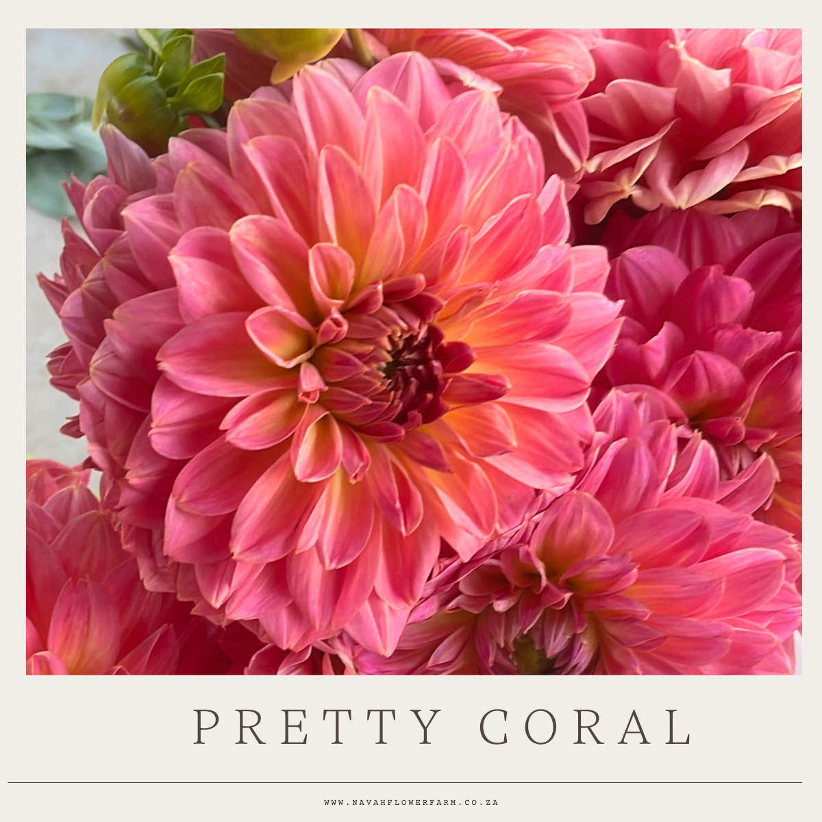 PRETTY CORAL