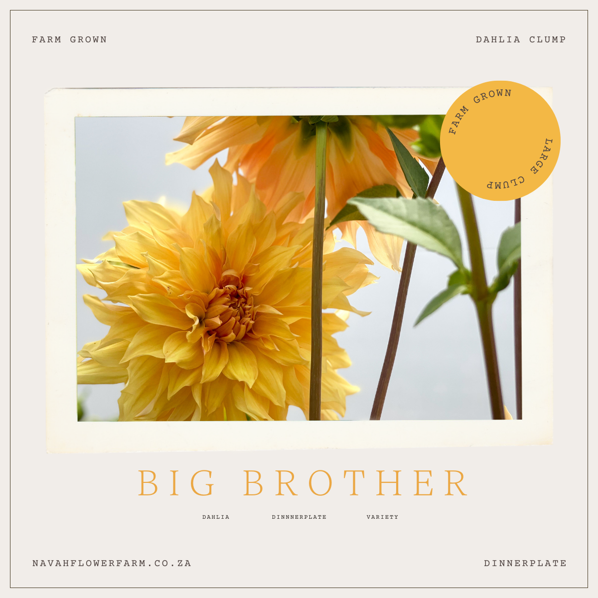 BIG BROTHER - 1 CLUMP