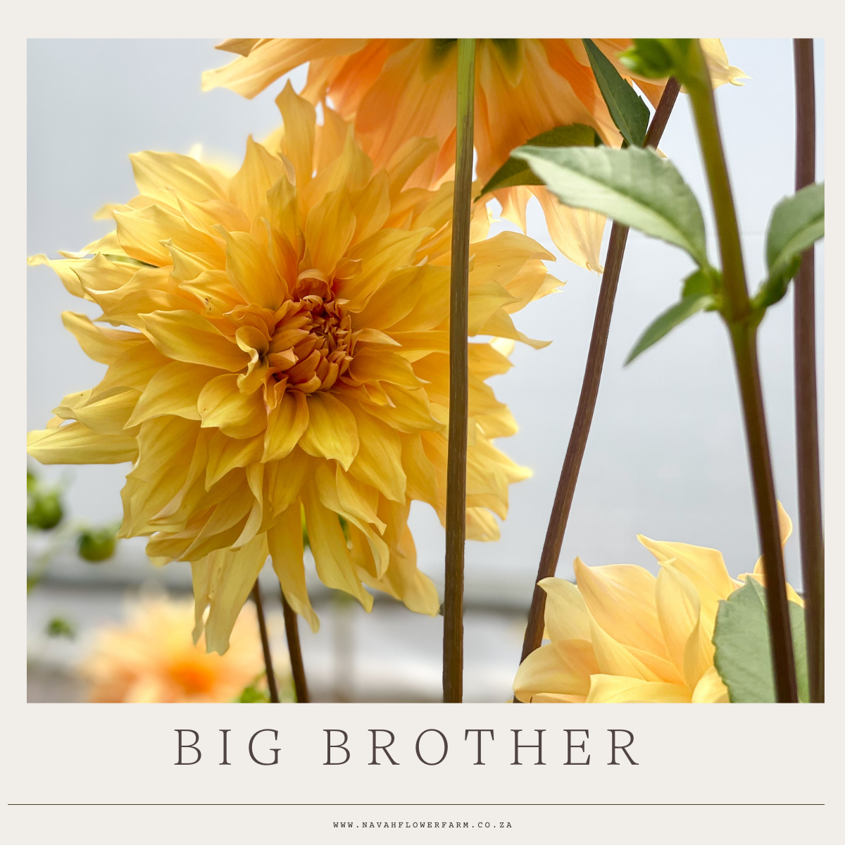 BIG BROTHER - 1 CLUMP