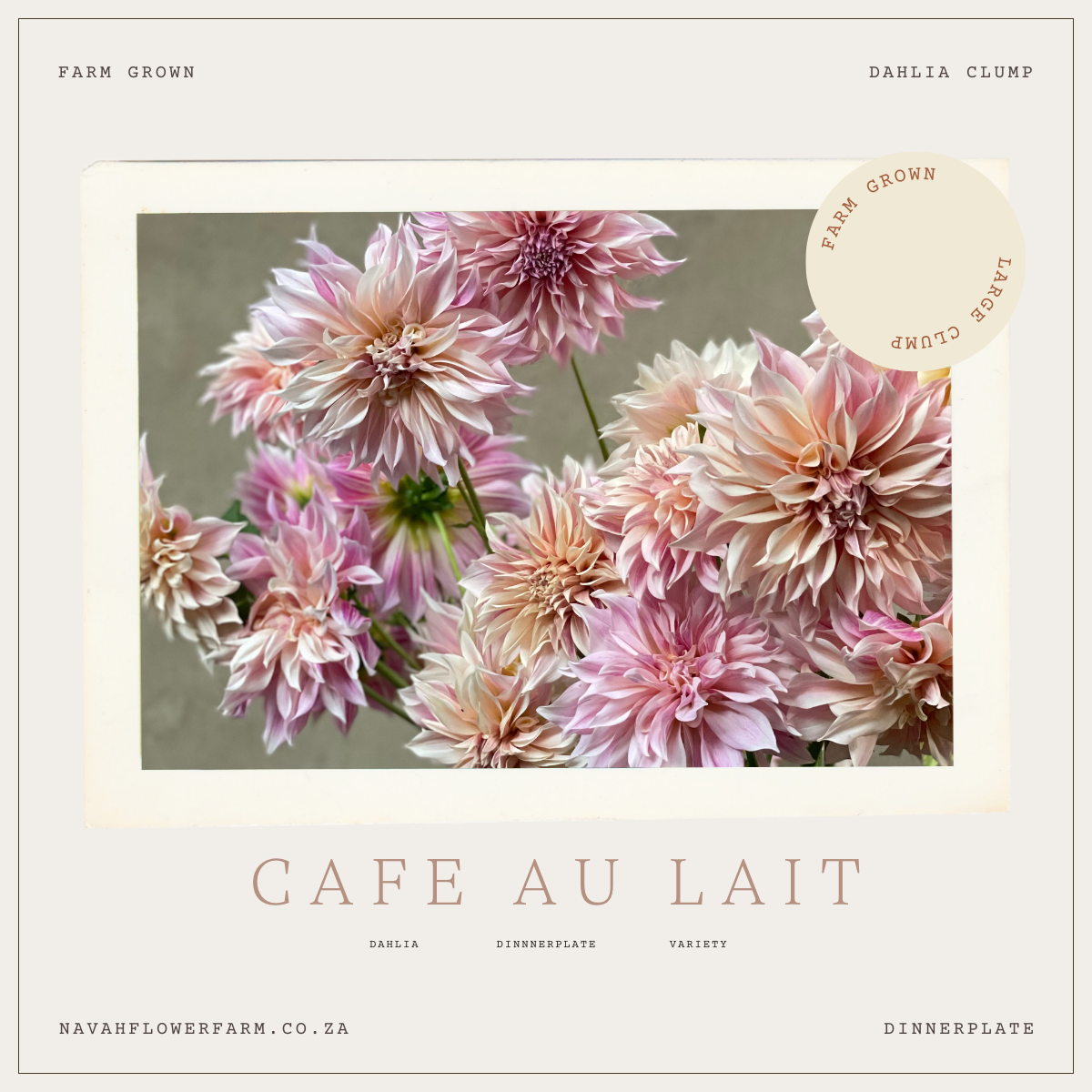 CAFE AU LAIT - 1 CLUMP