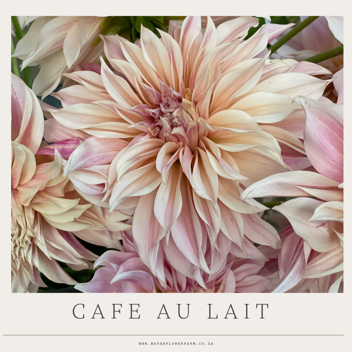 CAFE AU LAIT - 1 CLUMP