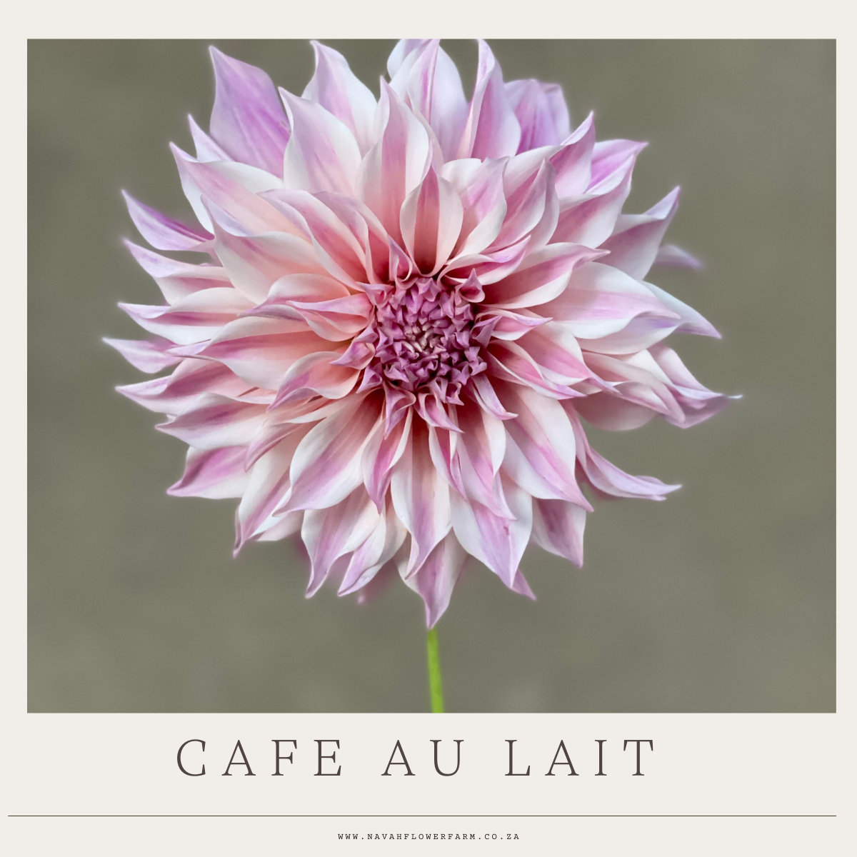 CAFE AU LAIT - 3 SINGLE TUBERS
