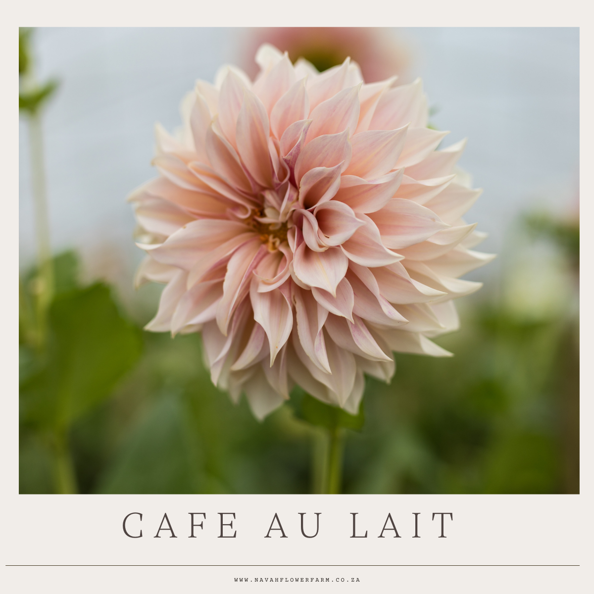 CAFE AU LAIT - 1 CLUMP