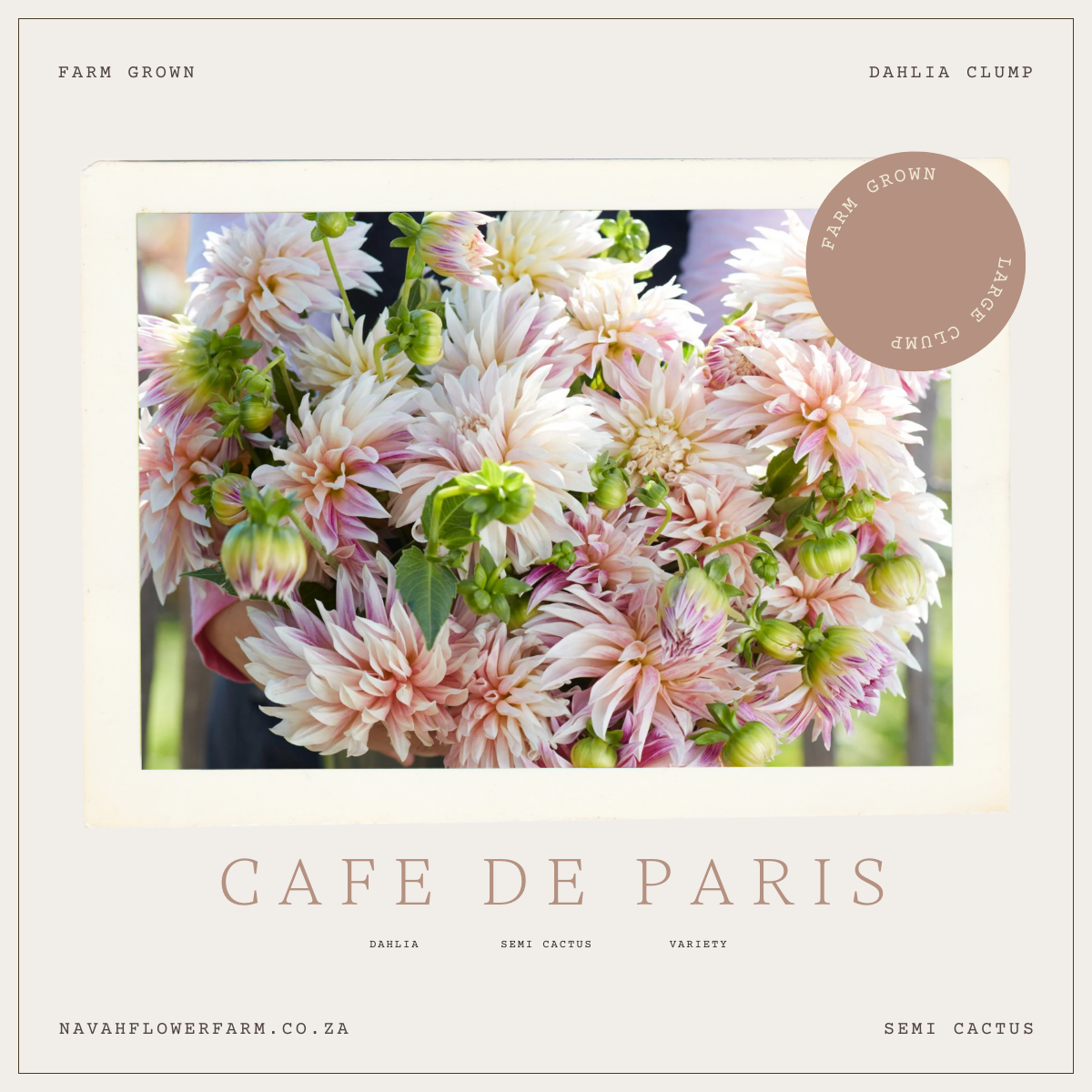 CAFE DE PARIS - 1 CLUMP