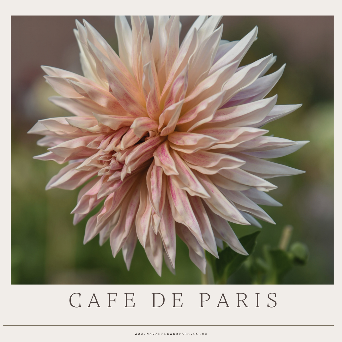 CAFE DE PARIS - 1 CLUMP