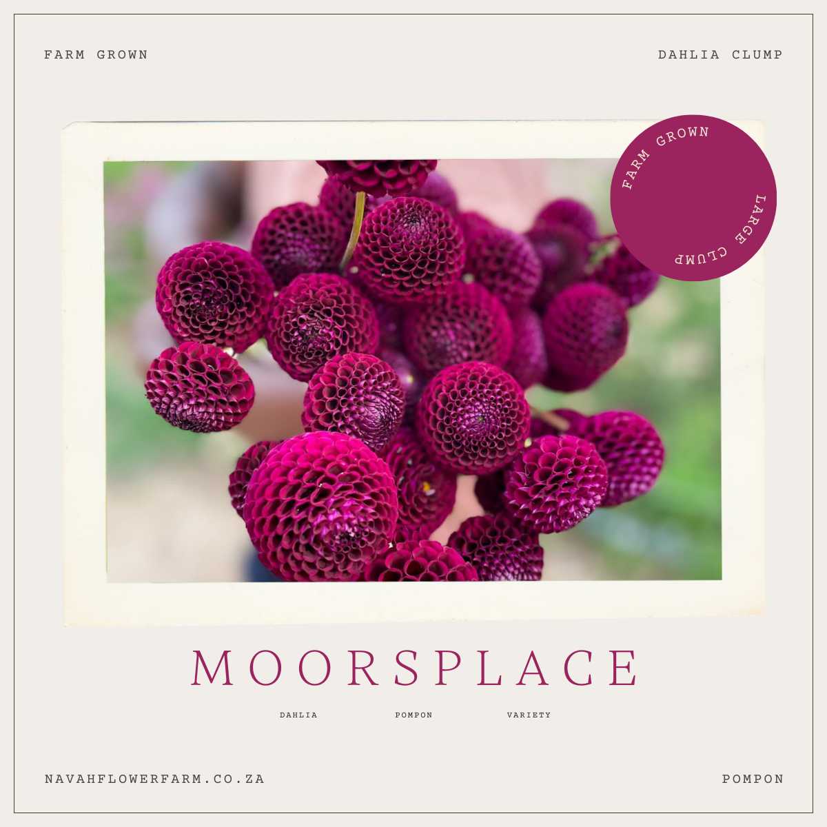 MOORSPLACE - 1 CLUMP