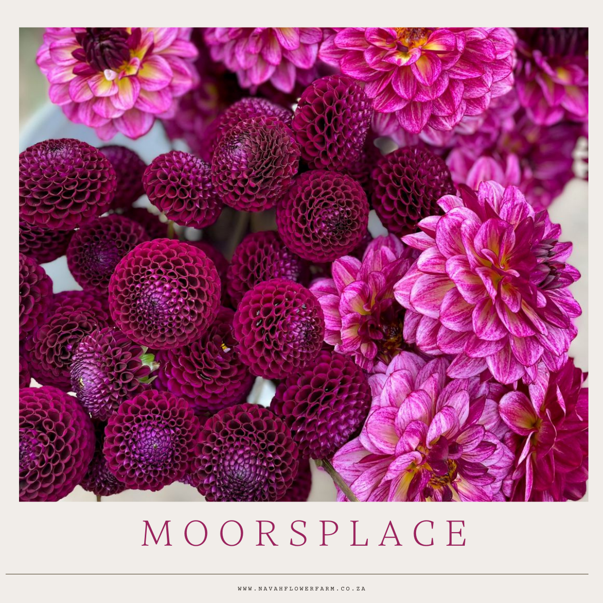 MOORSPLACE - 1 CLUMP