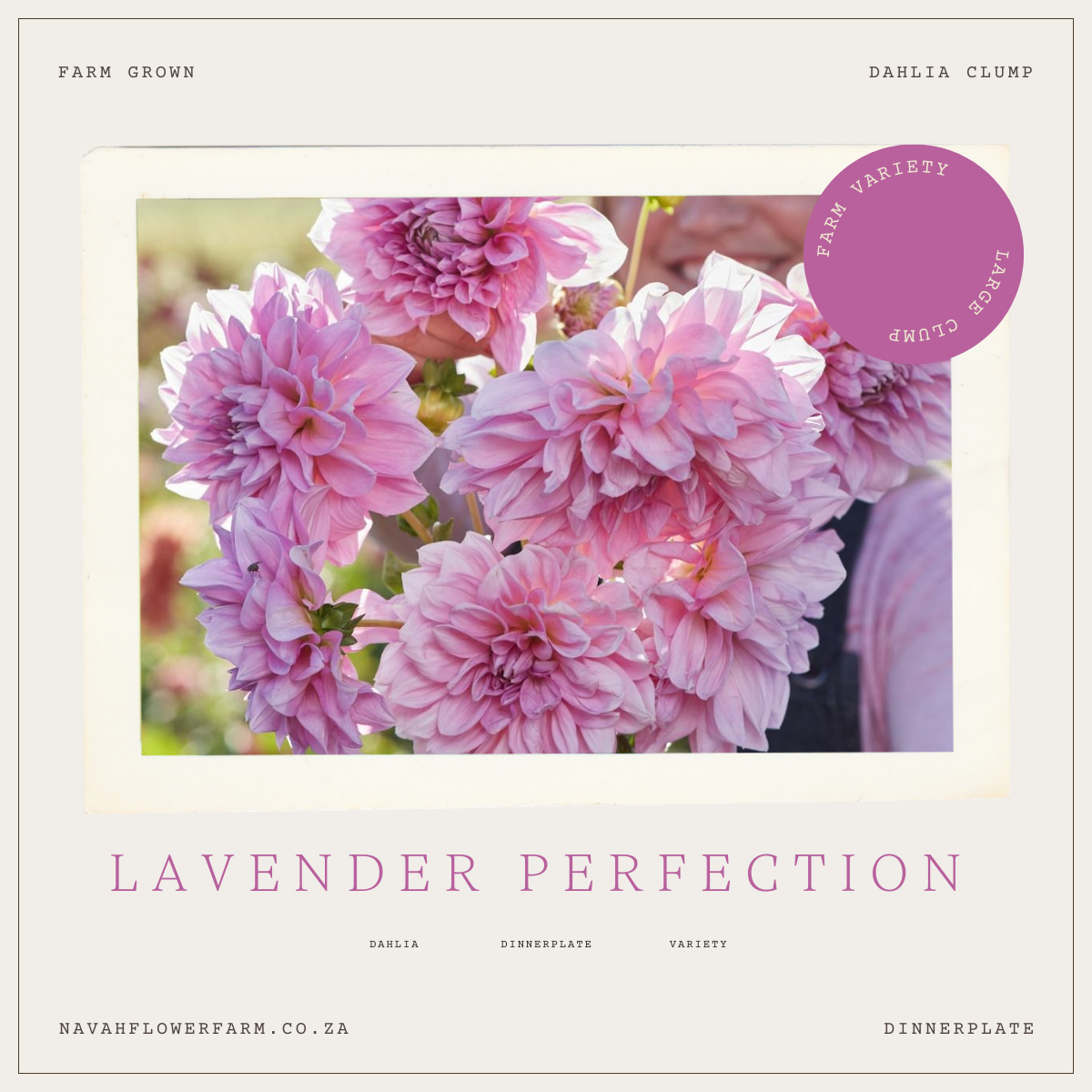 LAVENDER PERFECTION - 1 CLUMP