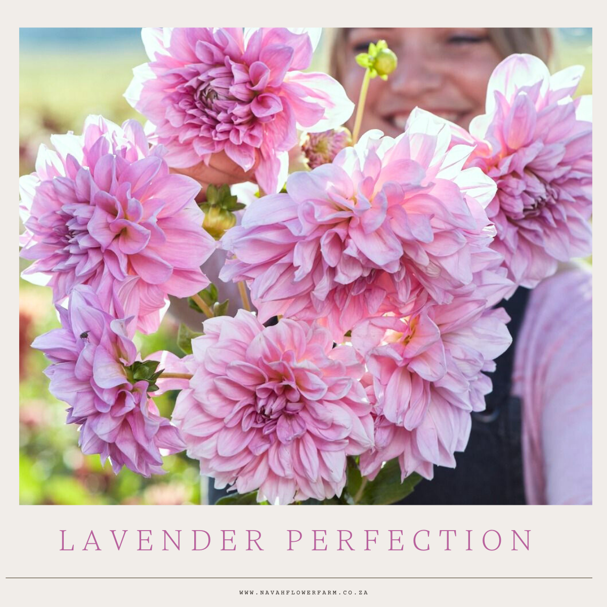 LAVENDER PERFECTION - 1 CLUMP