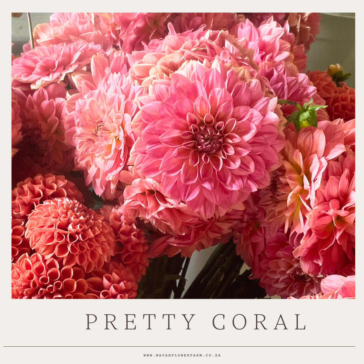 PRETTY CORAL