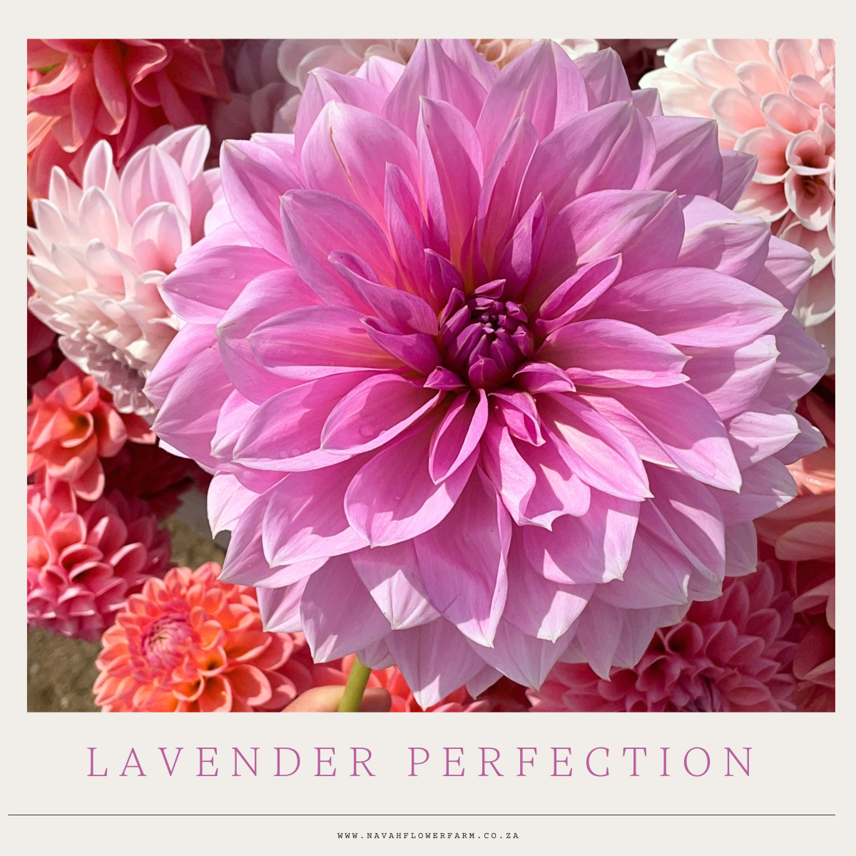 LAVENDER PERFECTION - 1 CLUMP