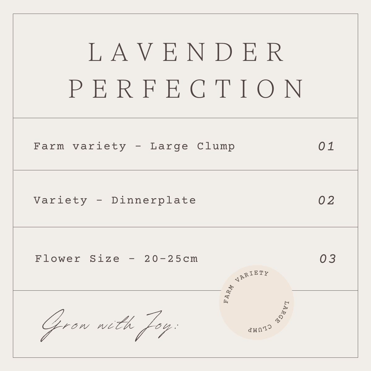 LAVENDER PERFECTION - 1 CLUMP
