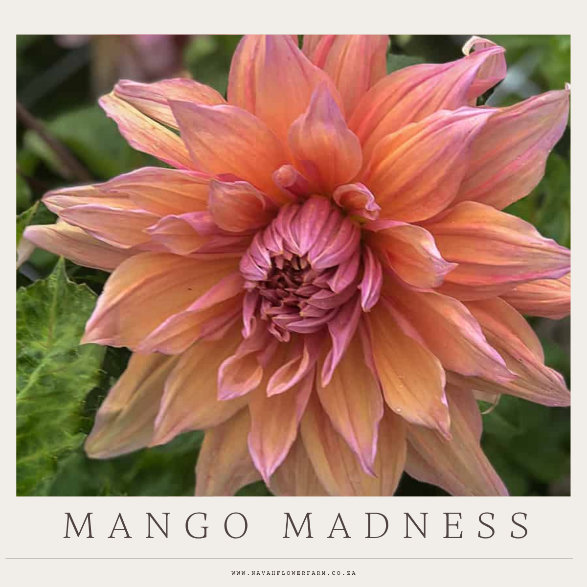 MANGO MADNESS - 1 CLUMP