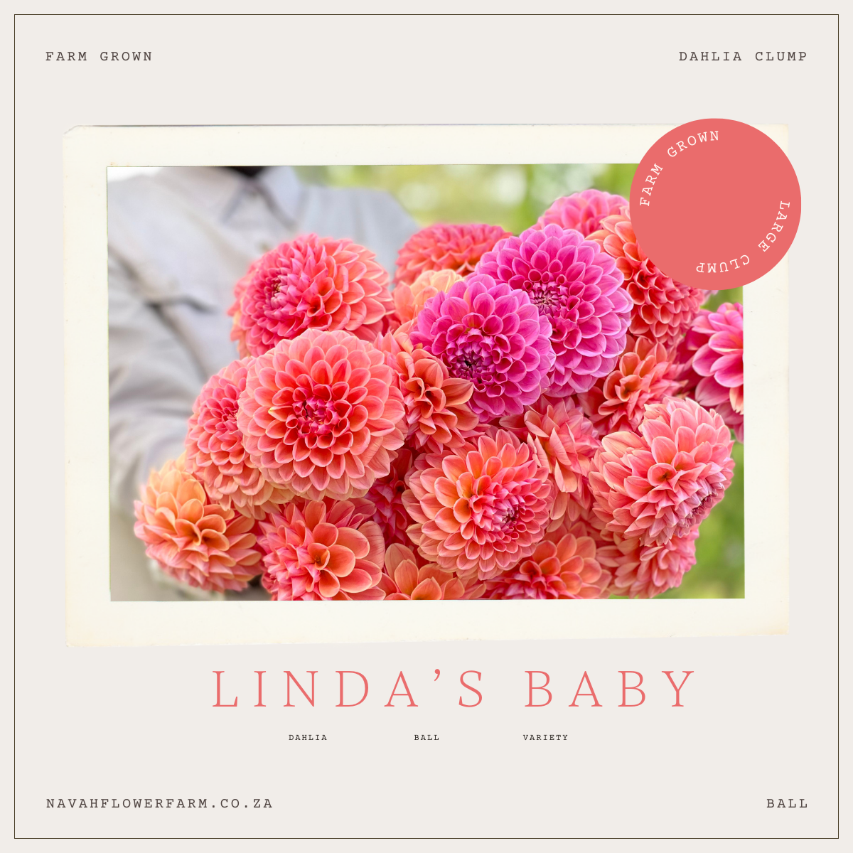 LINDA'S BABY - 1 CLUMP