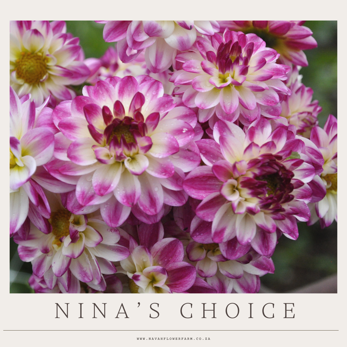 NINA'S CHOICE- 1 CLUMP