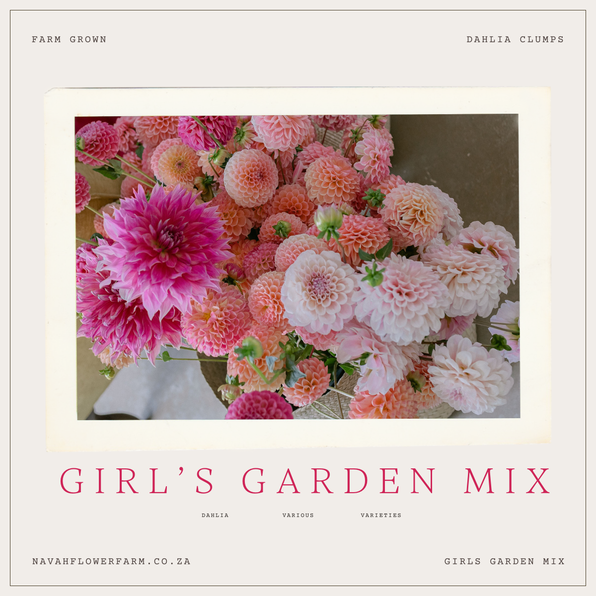 GIRLS GARDEN MIX -10 CLUMPS