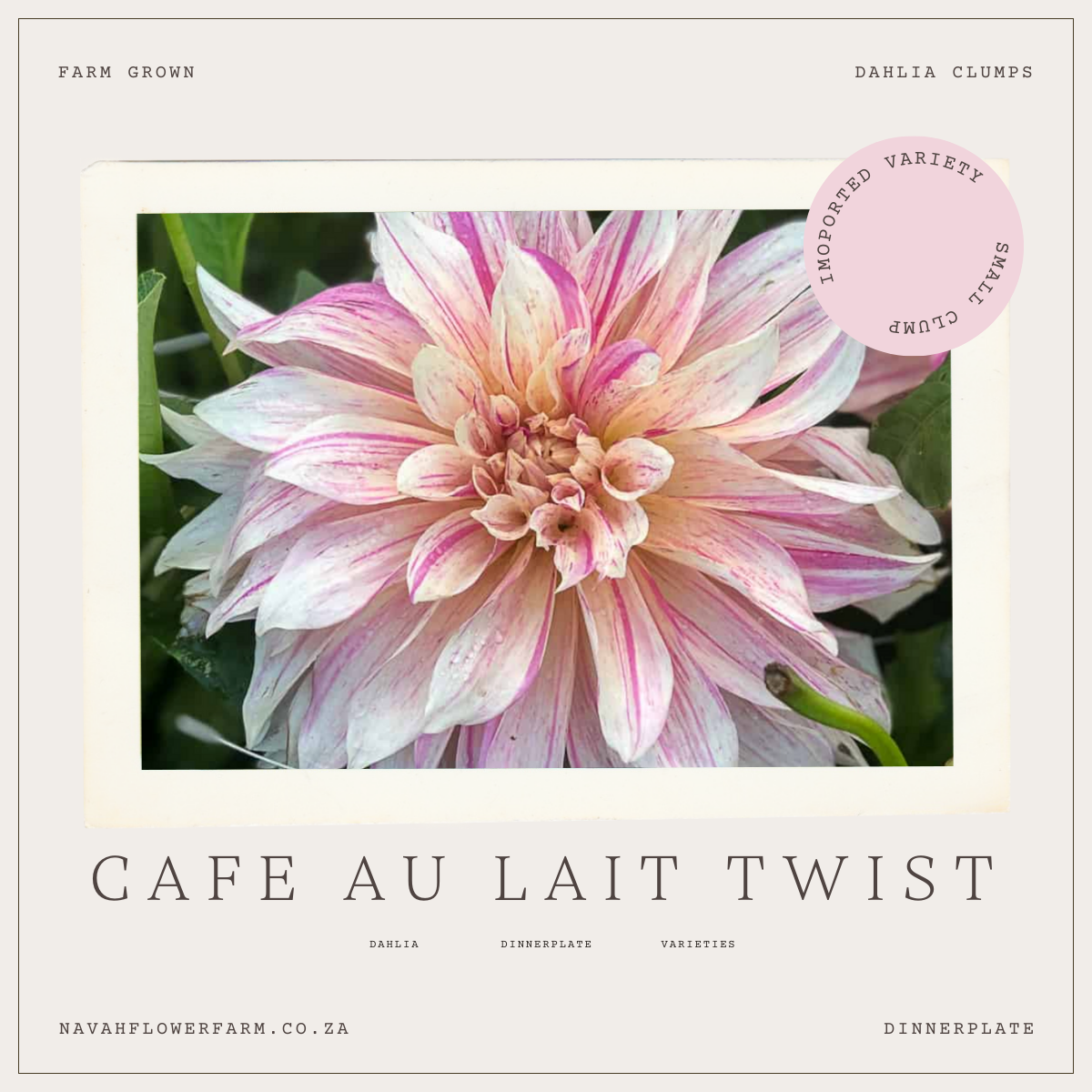 CAFE AU LAIT TWIST - 1 CLUMP (imported small clump)