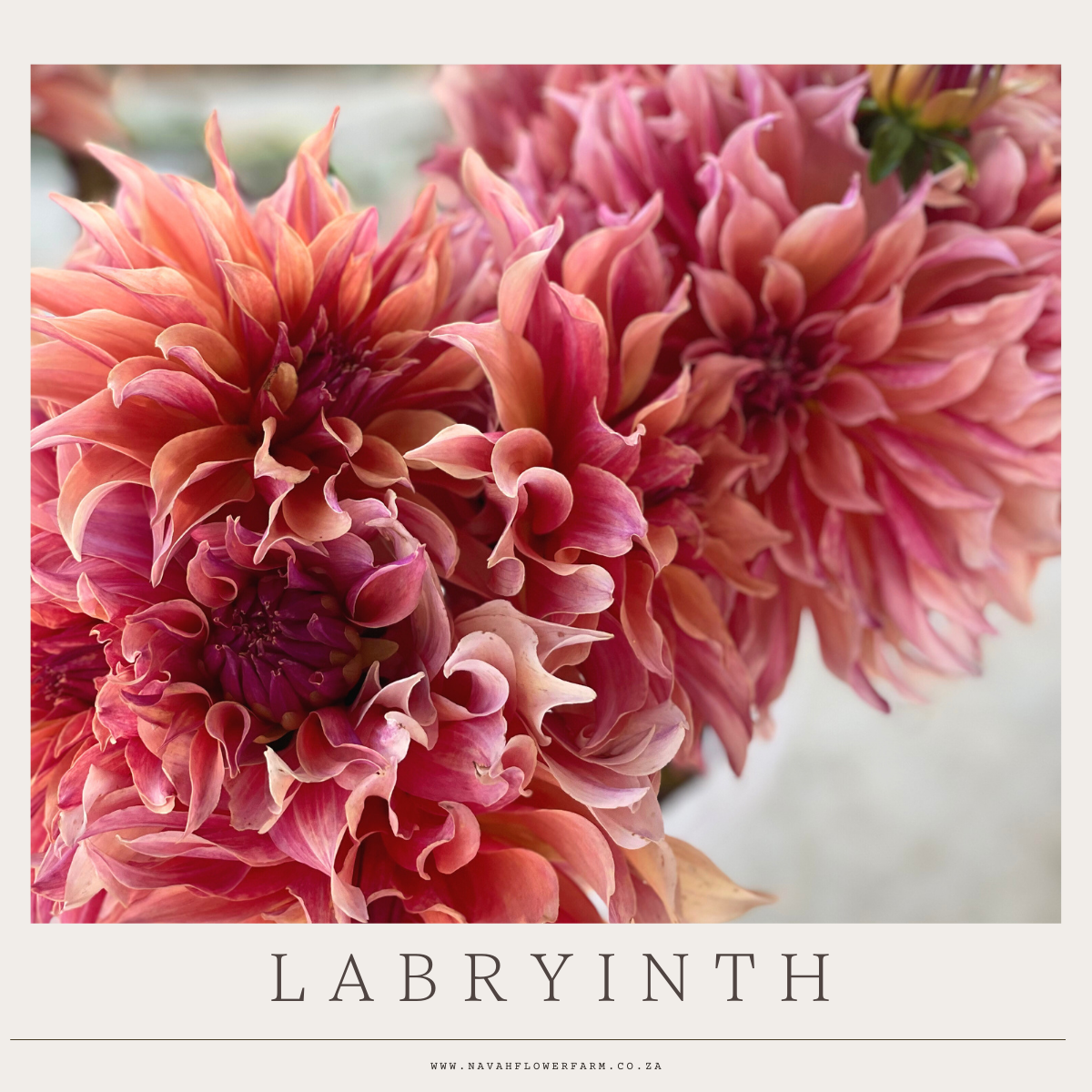 LABRYINTH - 1 CLUMP