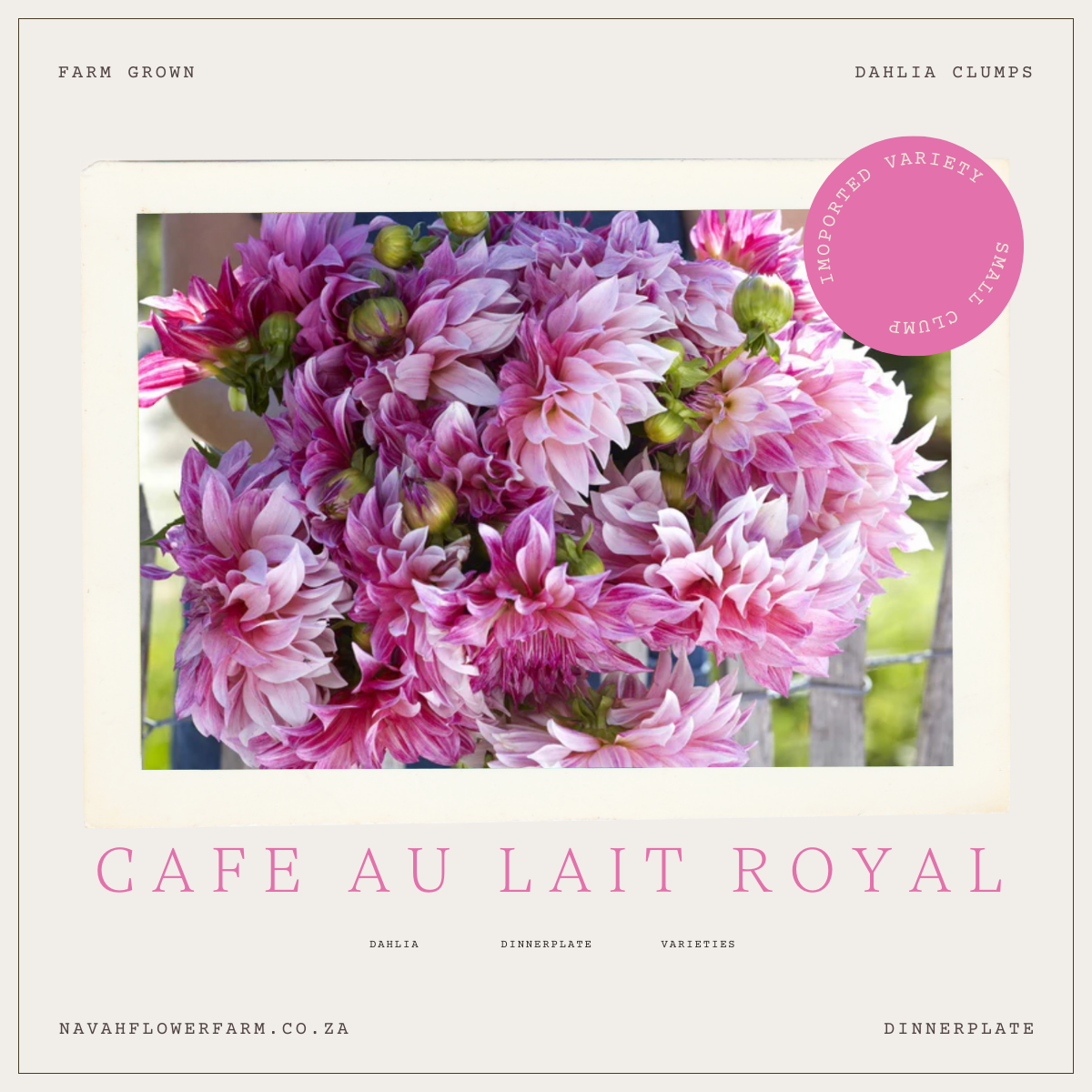 CAFE AU LAIT ROYAL - 1 CLUMP (imported small clump)