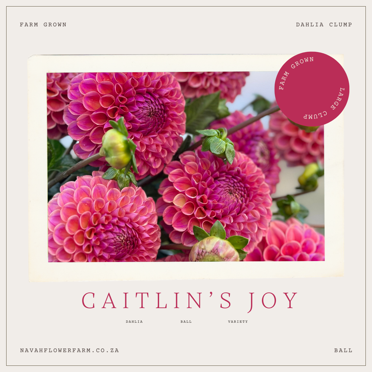 CAITLIN'S JOY - 1 CLUMP