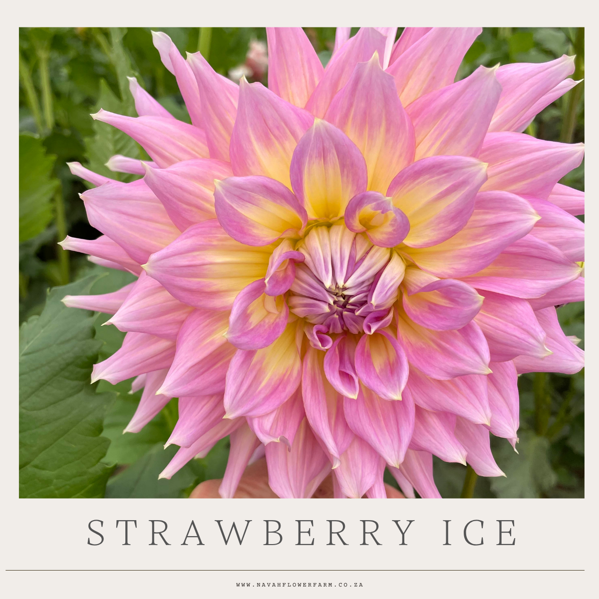 STRAWBERRY ICE - 1 CLUMP