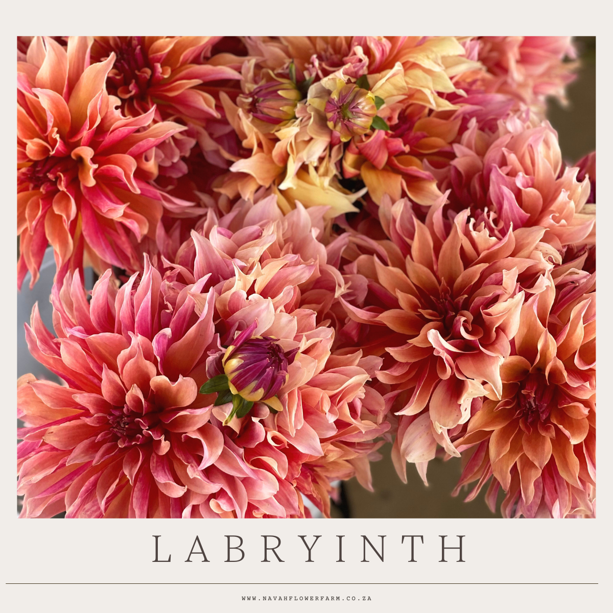 LABRYINTH - 1 CLUMP