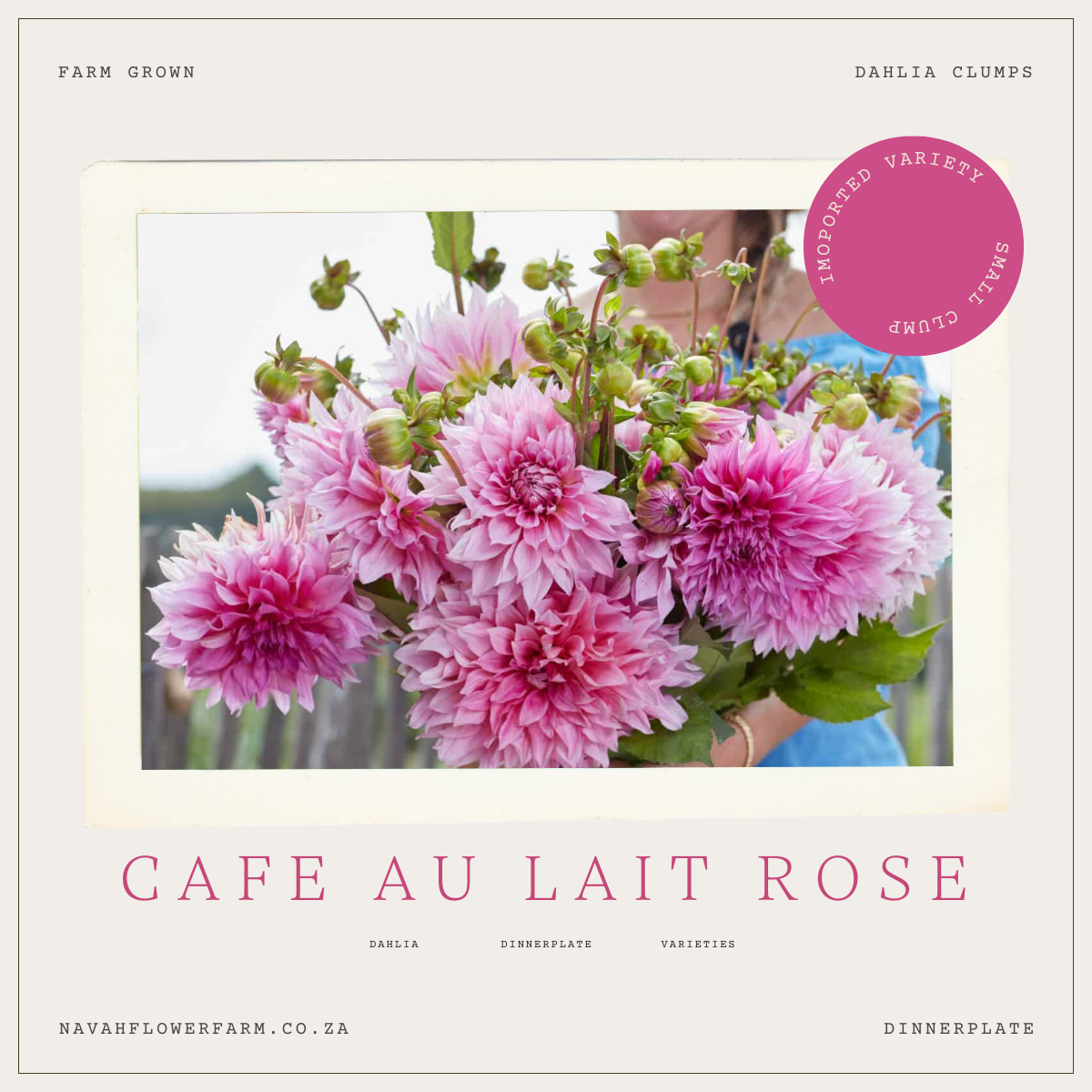 CAFE AU LAIT ROSE - 1 CLUMP (imported small clump)