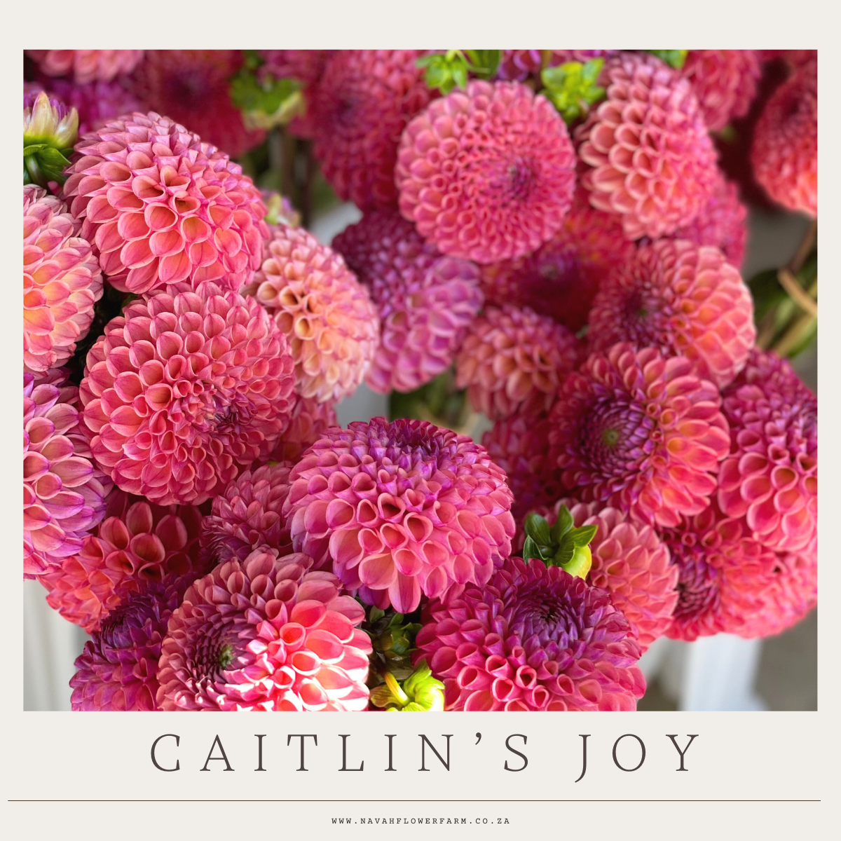 CAITLIN'S JOY - 1 CLUMP