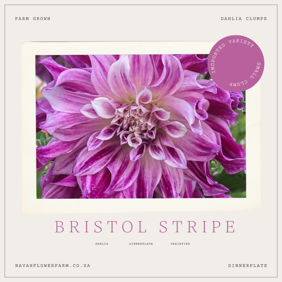BRISTOL STRIPE - 1 CLUMP(imported small clump)