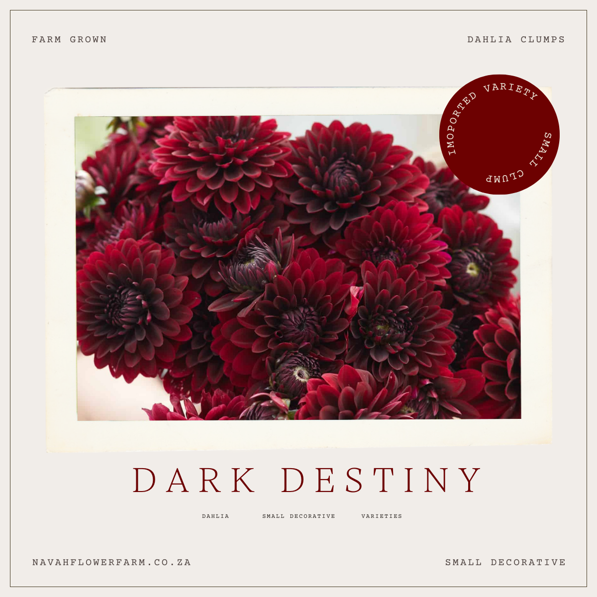 DARK DESTINY - 1 CLUMP(imported small clump)