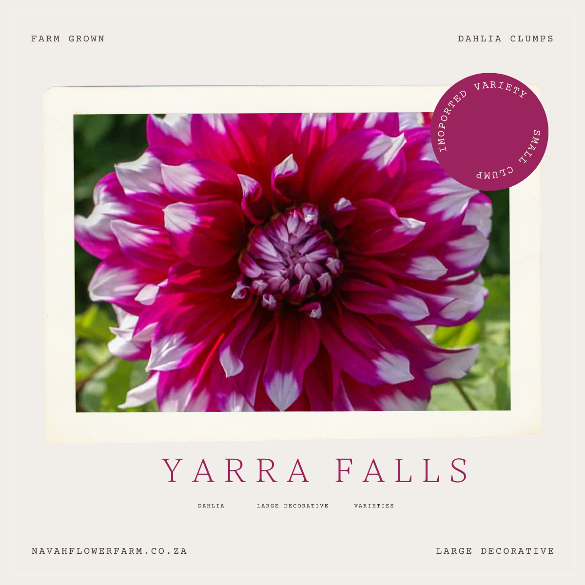 YARRA FALLS - 1 CLUMP(imported small clump)