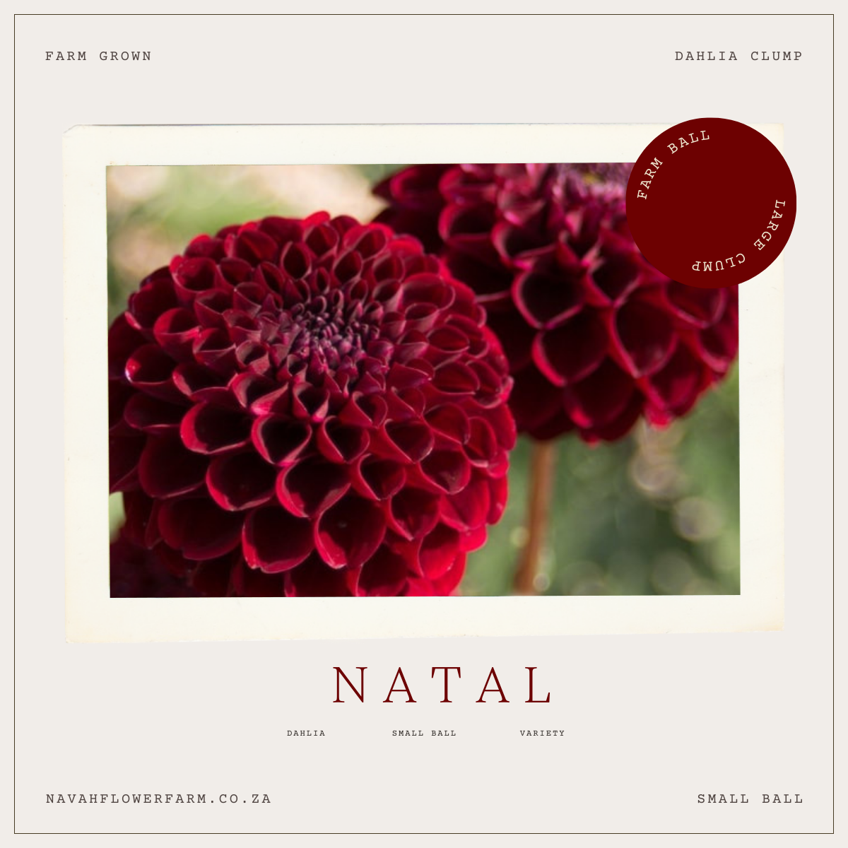 NATAL - 1 CLUMP
