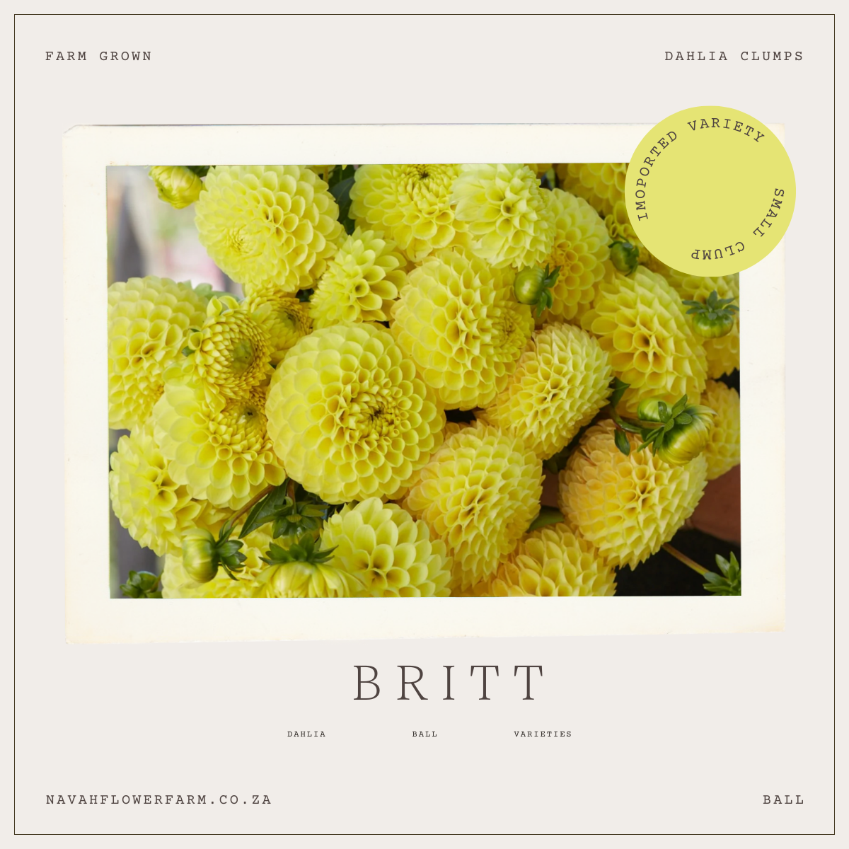 BRITT - 1 CLUMP(imported small clump)