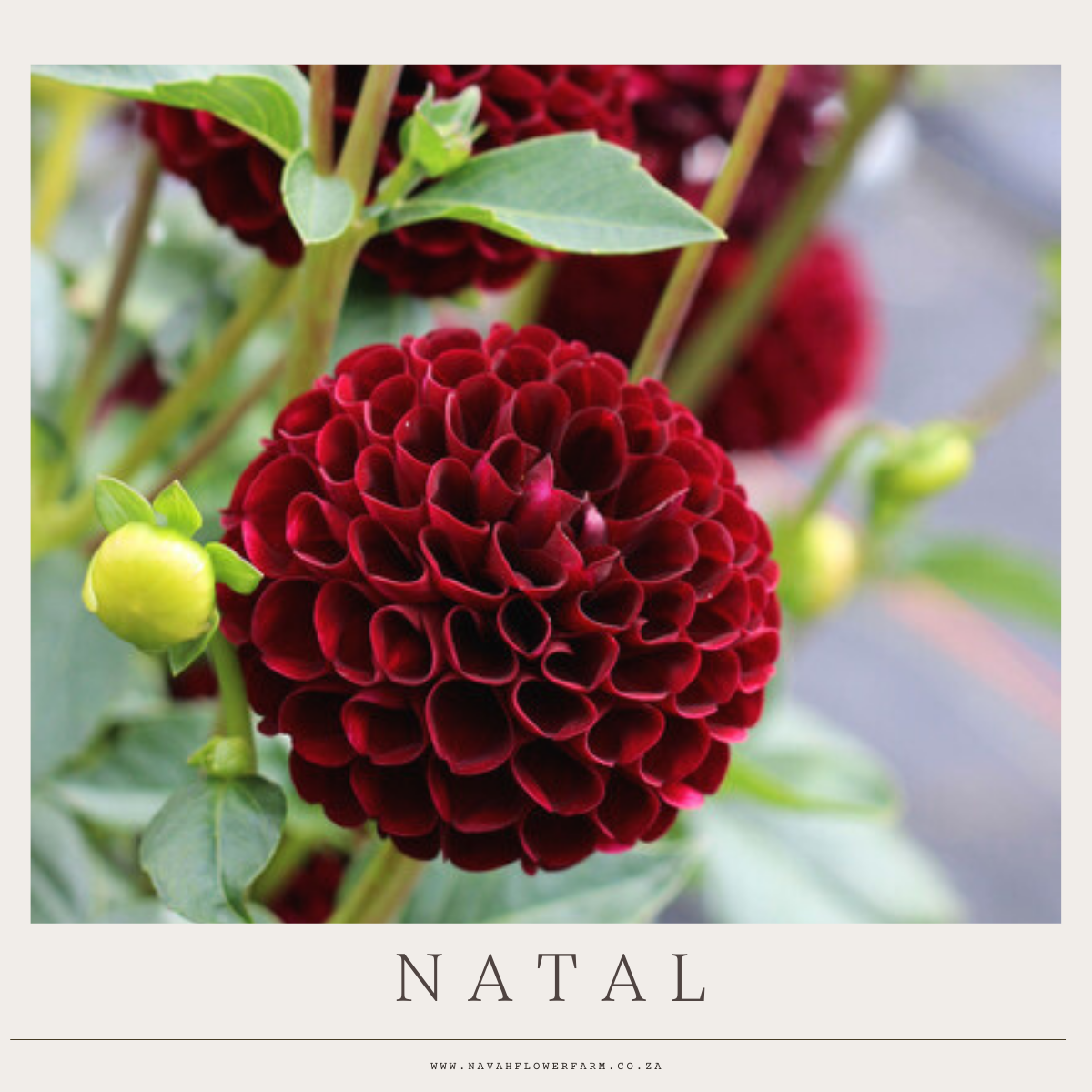 NATAL - 1 CLUMP