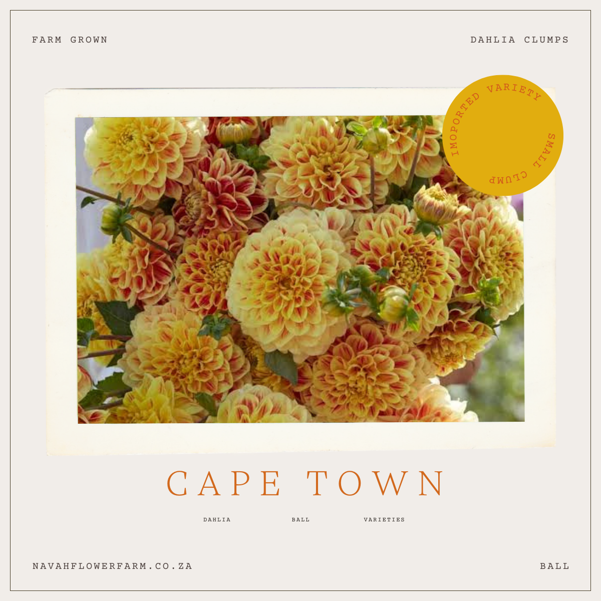 CAPE TOWN - 1 CLUMP(imported small clump)