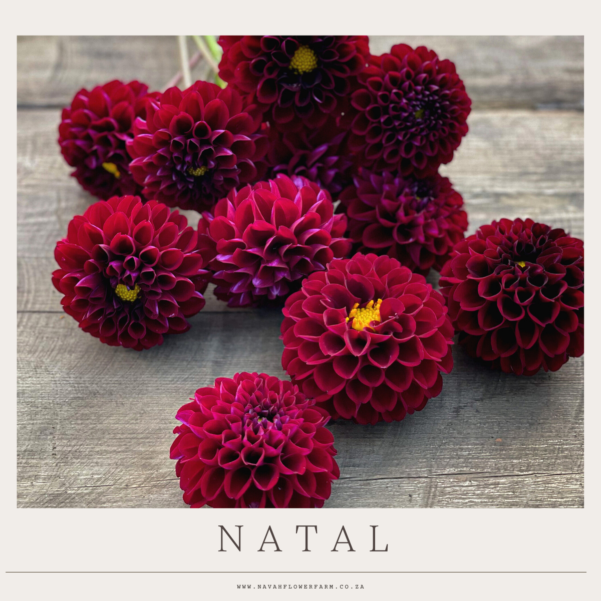 NATAL - 1 CLUMP
