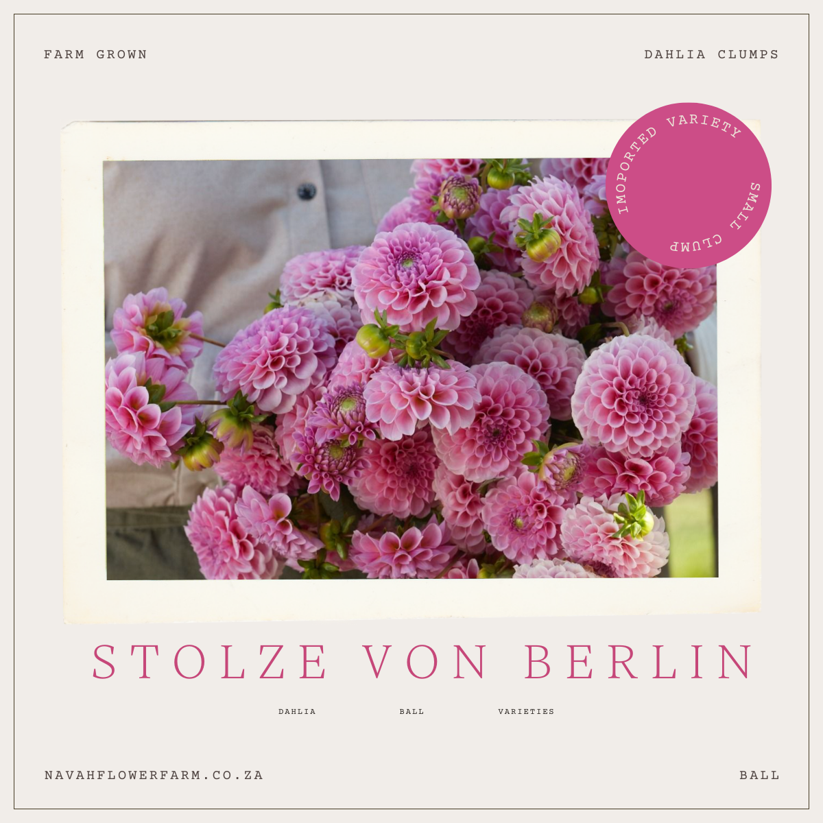 STOLZE VON BERLIN - 1 CLUMP(imported small clump)