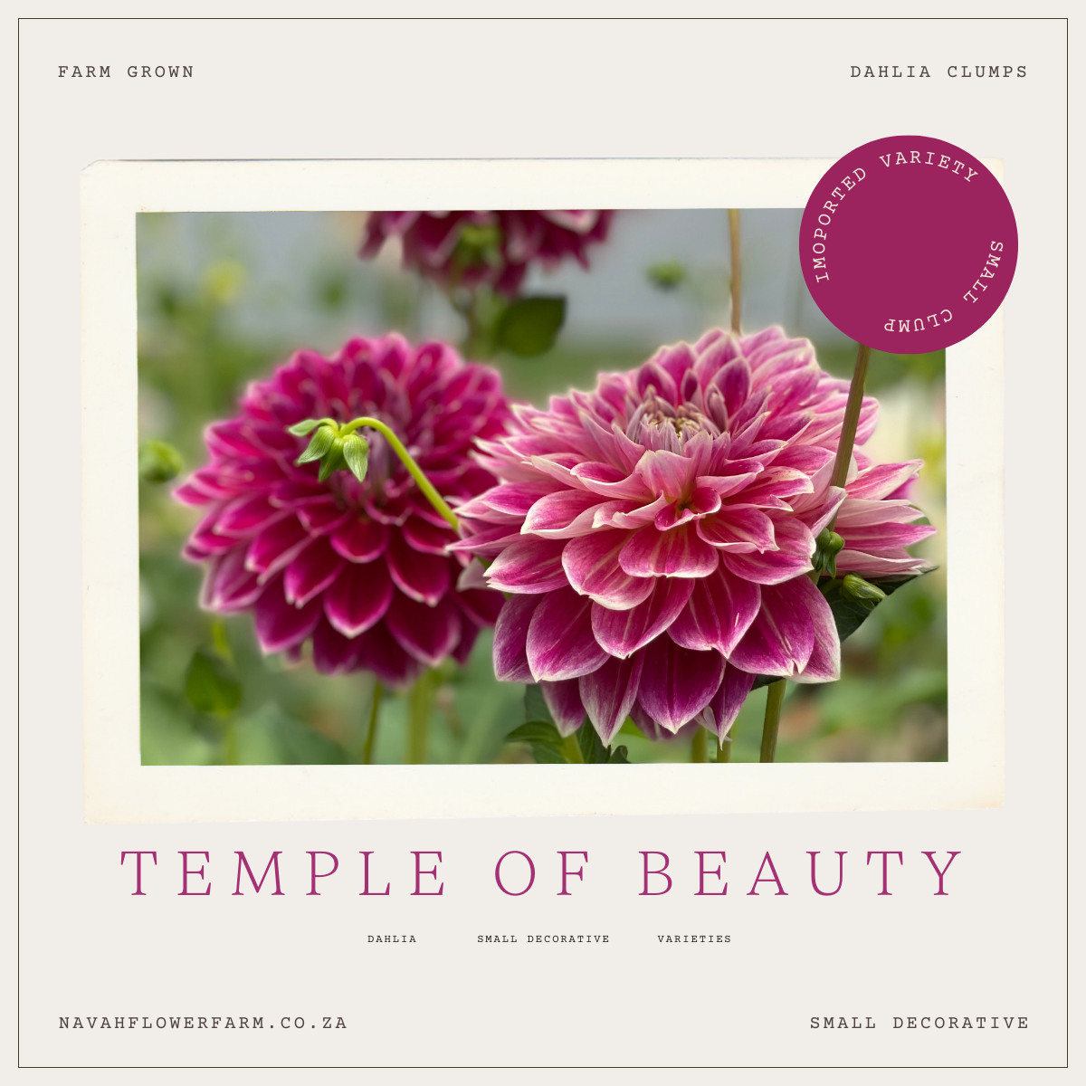 TEMPLE OF BEAUTY - 1 CLUMP(imported small clump)