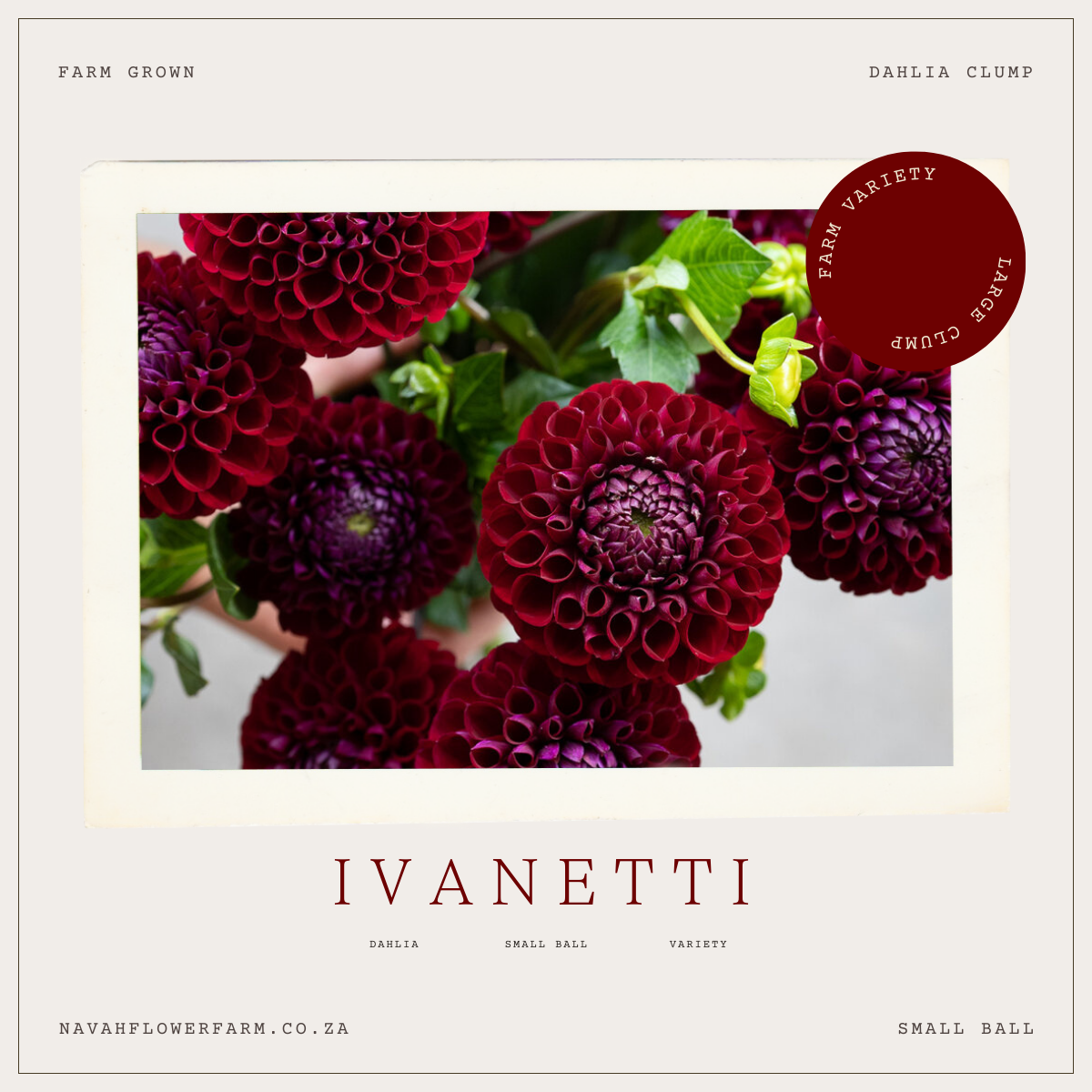 IVANETTI - 1 CLUMP