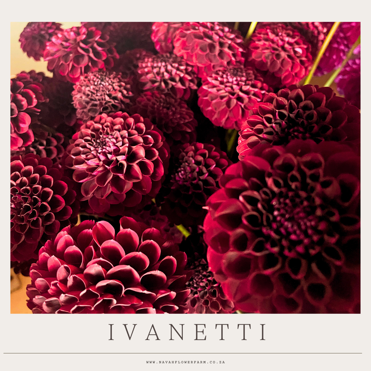 IVANETTI - 1 CLUMP