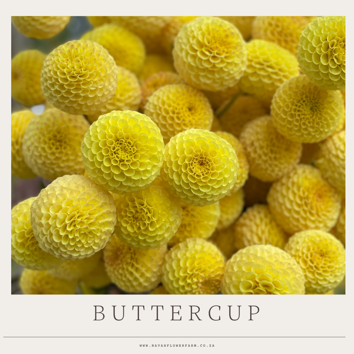 BUTTERCUP - 1 CLUMP
