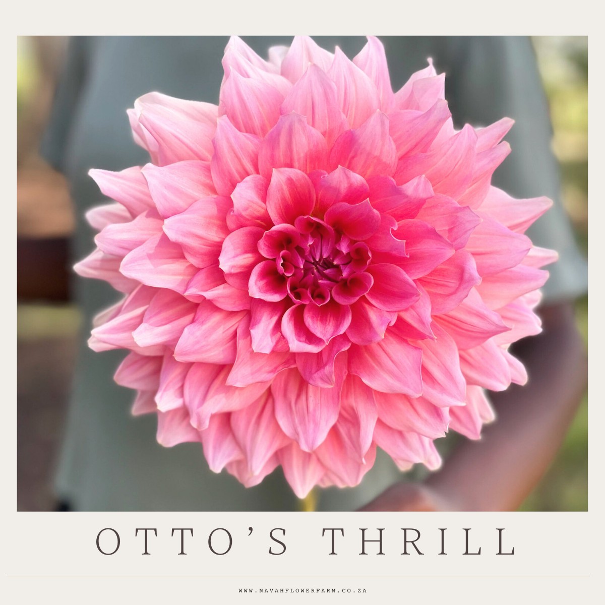 OTTO'S THRILL - 1 CLUMP