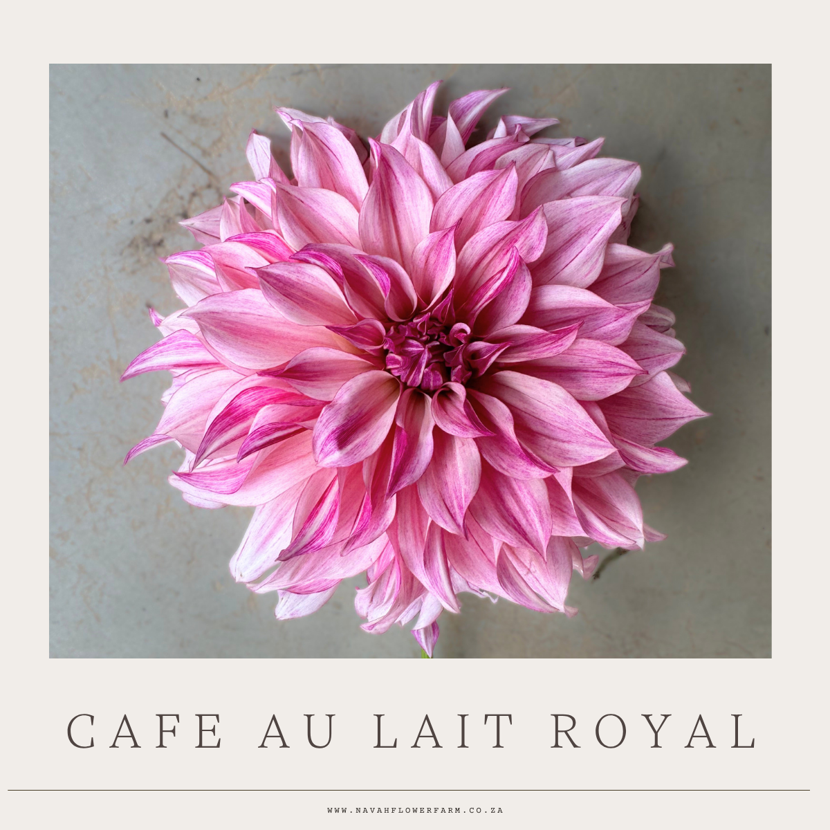 CAFE AU LAIT ROYAL - 1 CLUMP